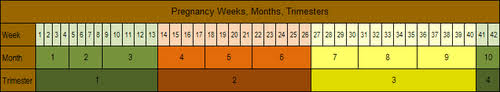 Pregnancy Weeks Months Trimesters Chart Babycenter