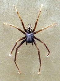 Black House Spider Wikipedia