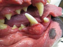 dog tumor surgery dental