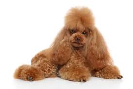 You'll find we offer not only beauty, but fabulous temperaments as well. How To Groom A Poodle Puppy A Complete Guide Poodle Report