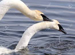 Do Trumpeter Swans Mate for Life? 