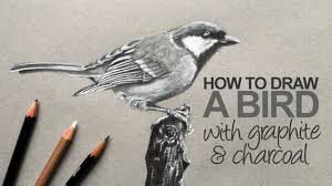 how to draw a realistic bird you