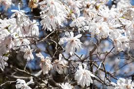 The beautiful taiwan flowering cherry tree (prunus campanulata) blooms in late winter and very early spring with neon pink clouds of joy. 10 Varieties Of Flowering Trees For Your Landscape