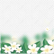 frangipani border images hd pictures