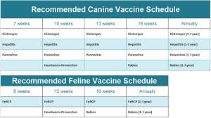 Pet Vaccine Information You Should Know