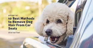 remove dog hair from car seats