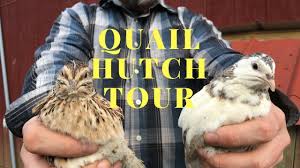 Here's how to navigate your local council and set up a safe pen to get started raising a flock of your own. Everything You Need To Start Raising Quail In Your Backyard Youtube