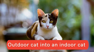 an outdoor cat into an indoor cat