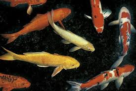 An Introduced Species Koi Carp Science Learning Hub