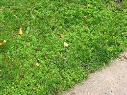 Crabgrass control plus lawn food (18) model# 2131179. The Most Important Lawn Care Application Of The Year Fall Pre Emergent Hall Stewart Lawn Landscape