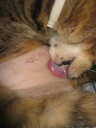 cat chit chat feline endocrine alopecia