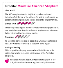 The Miniature American Shepherd Modern Dog Magazine