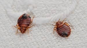 thermal reation to kill bed bugs