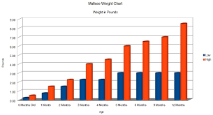 Detailed Chart On Maltese Growth Birth Till Adult