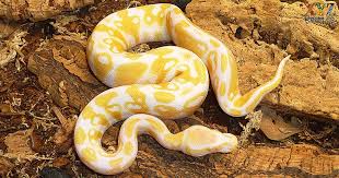 is a ball python a good pet why or why
