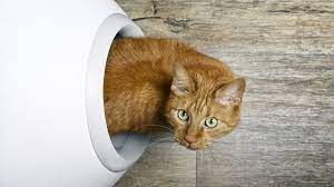 cat urinary blockage what to do and