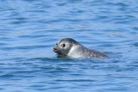 seals return to local waters aquarium