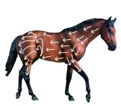 「馬 ブラッシング」の画像検索結果