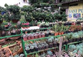 Find here details of companies selling plant nursery, for your purchase requirements. 10 Best Plant Nurseries In Hyderabad India Gardening