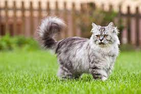 british longhair cat breed info