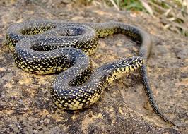 snakes in oklahoma all 48 types of