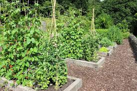 How To Grow Tasty Homegrown Vegetables