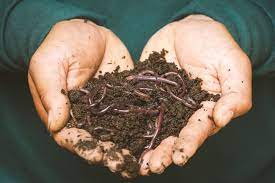 facts about worms how long they live