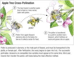 Do Peach Trees Need Cross Pollination Bettingrivals Co
