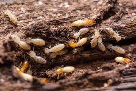 clues that you have termites in