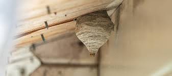 What Do Wasp Nests Look Like? | Identifying Wasp Nests in Southern CA