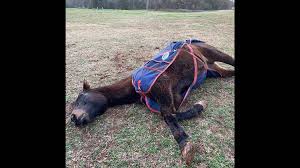 Animals playing dead after a finger shot those cute animals playing dead when shot. Drama Queen Nc Horse Becomes Social Media Celebrity Charlotte Observer