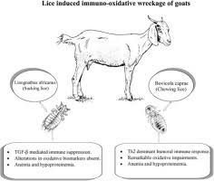 Lice Induced Immuno Oxidative Wreckage Of Goats Sciencedirect
