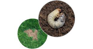 how to get rid of grubs in your lawn