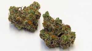 She is fast and will b ready for harvest sooner than you think. Apple Fritter Strain Review Westword