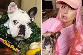 Two of lady gaga's dogs have been stolen after her dog walker was shot in hollywood last night. 0swn Usv7bta0m