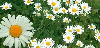 Resultado de imagen para cultivo de margaritas