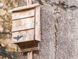 a bat house and attracting bats