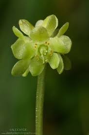 Pin on Unique Flowers ~ Plants