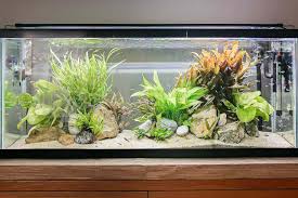 meaning of aquariums in feng s