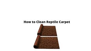 how to clean reptile carpet in 2023