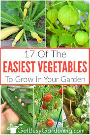 17 easy vegetables to grow for beginner