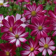 Peppermint Candy Cosmos Seeds Park Seed