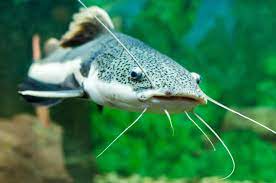 the red tail catfish care a guide for