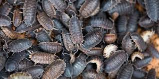 get rid of woodlice in the house