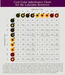 75 Complete Labrador Color Chart
