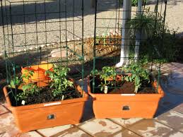 Planter Casters For Terrazza Planters