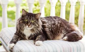 the largest cat breeds