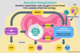 Aerobic Respiration Definition Diagram
