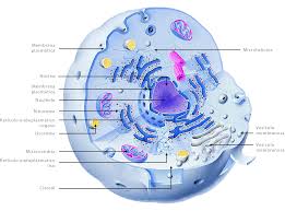 el nivel celular en el cuerpo humano