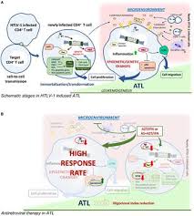 Frontiers Future Perspectives On Drug Targeting In Adult T